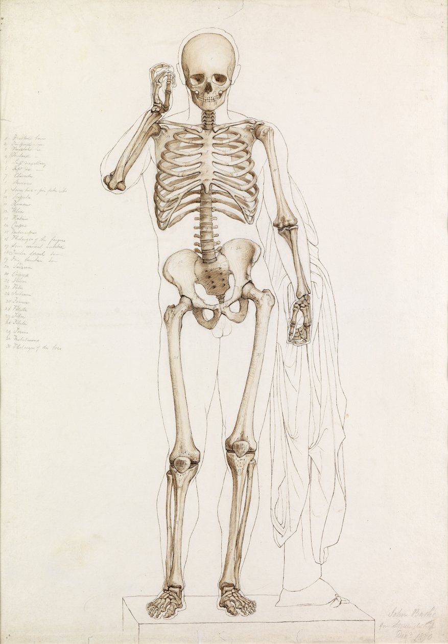 Anatomical Study: the Human Skeleton, i Contrapposto, 1870 av John Bathe