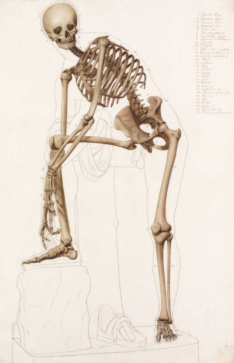 Anatomisk studie: det mänskliga skelettet, i Praxiteles pose" "Hermes fäster sin sandal" av John Bathe
