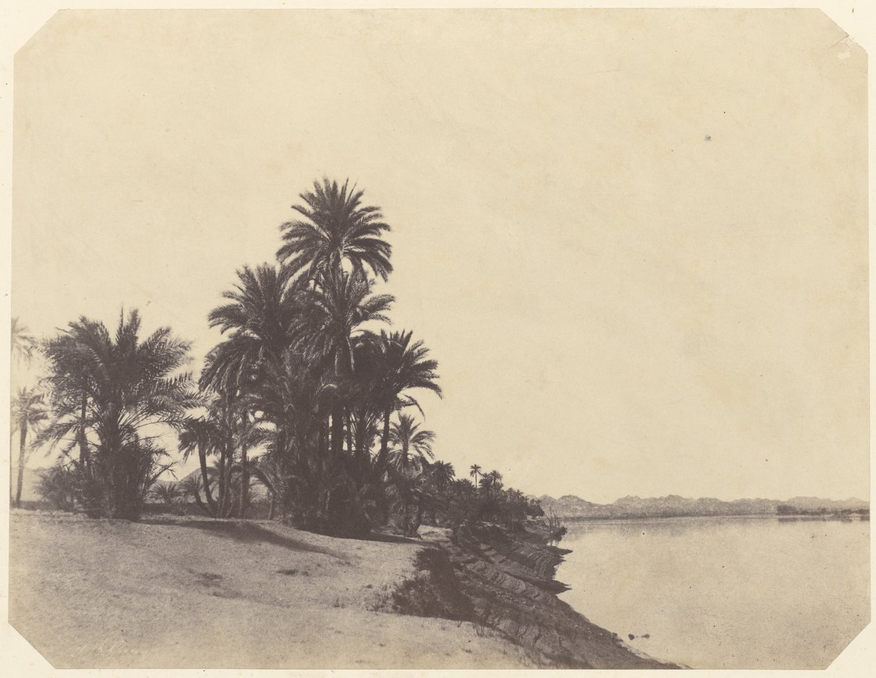 [Studier av dadelpalmer] av John Beasley Greene