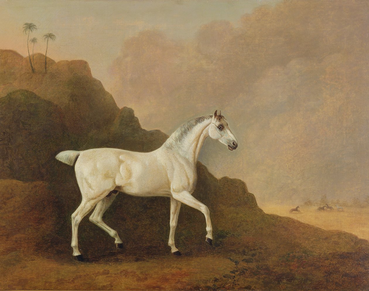 En grå arabisk hingst i ett ökenlandskap av John Boultbee