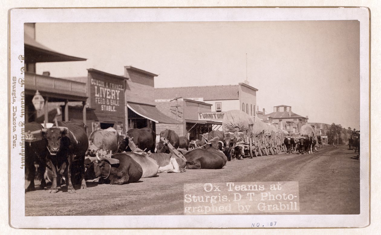 Oxelag i Sturgis, D.T., pub.1887 - 1892 (foto) av John C. H. Grabill