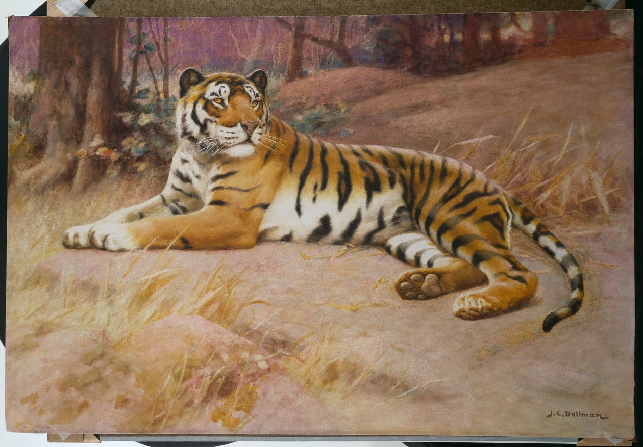 Tigern av John Charles Dollman