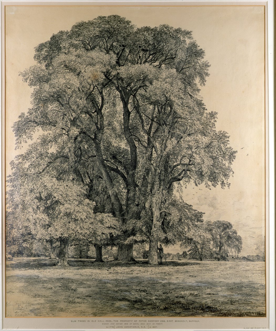 Almträd i Old Hall Park, East Bergholt, 1817 (penna) av John Constable