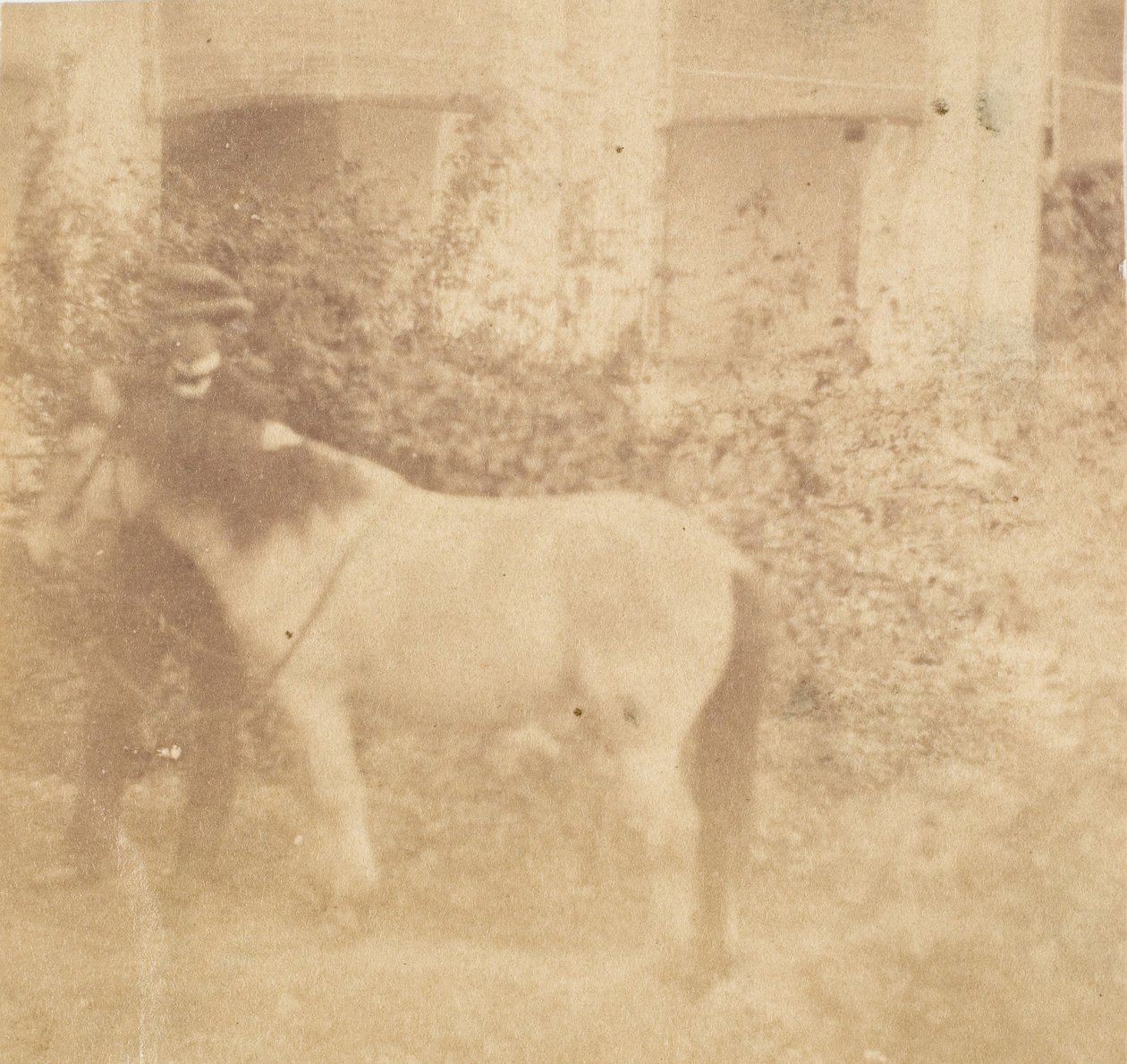 [Man och häst, regeringshuset, Allahabad], 1858. av John Constantine Stanley