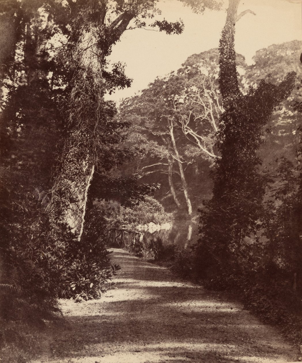 Den övre sjön, Penllergare Valley Woods,ca. 1852 (foto) av John Dillwyn Llewelyn