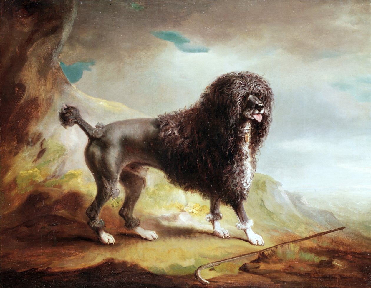 En klippt vattenspaniel (olja på duk) av John E. Ferneley