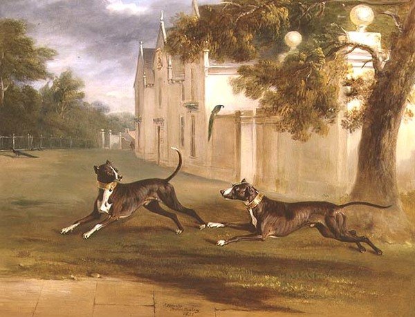 Earl of Brownlows två bullterrier, 