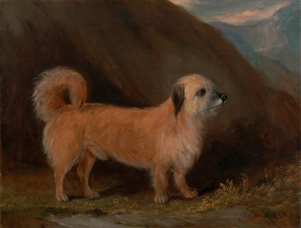 En Dandie Dinmont Terrier av John E. Ferneley Jr.