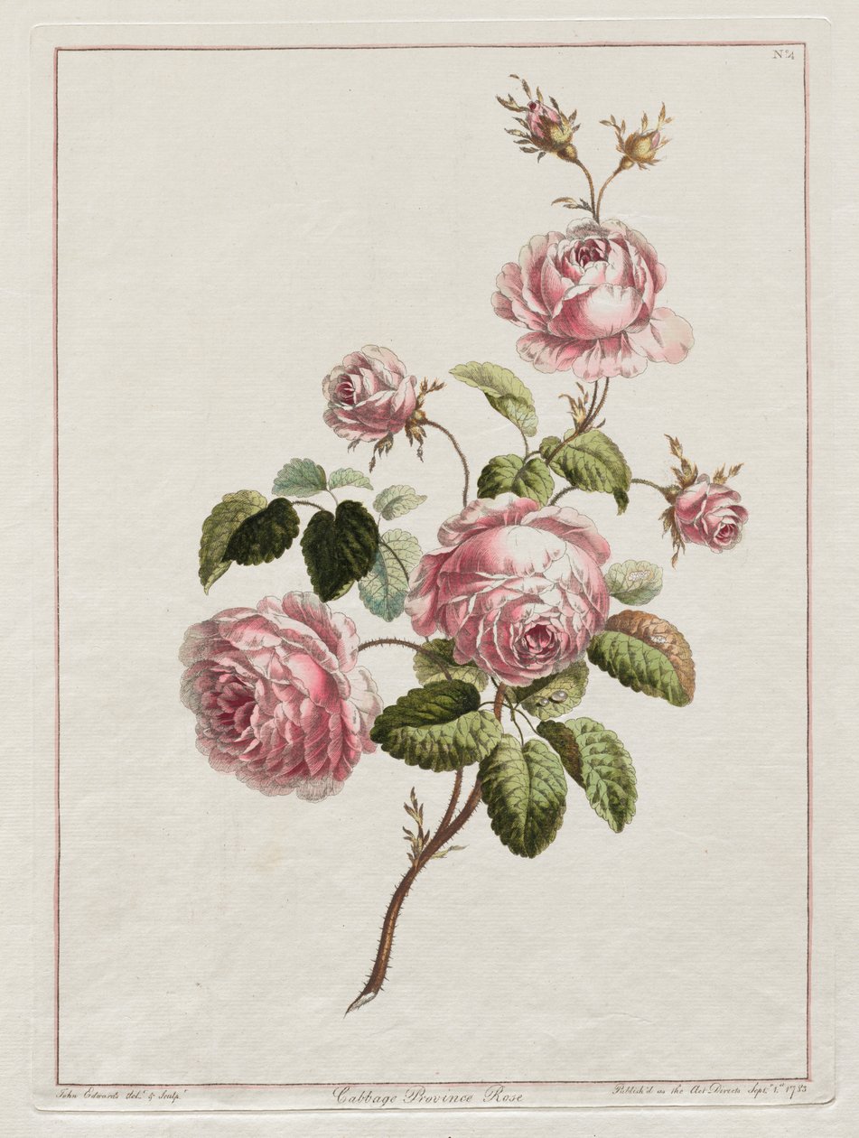 En samling av blommor ritade efter naturen - Cabbage Province Rose av John Edwards