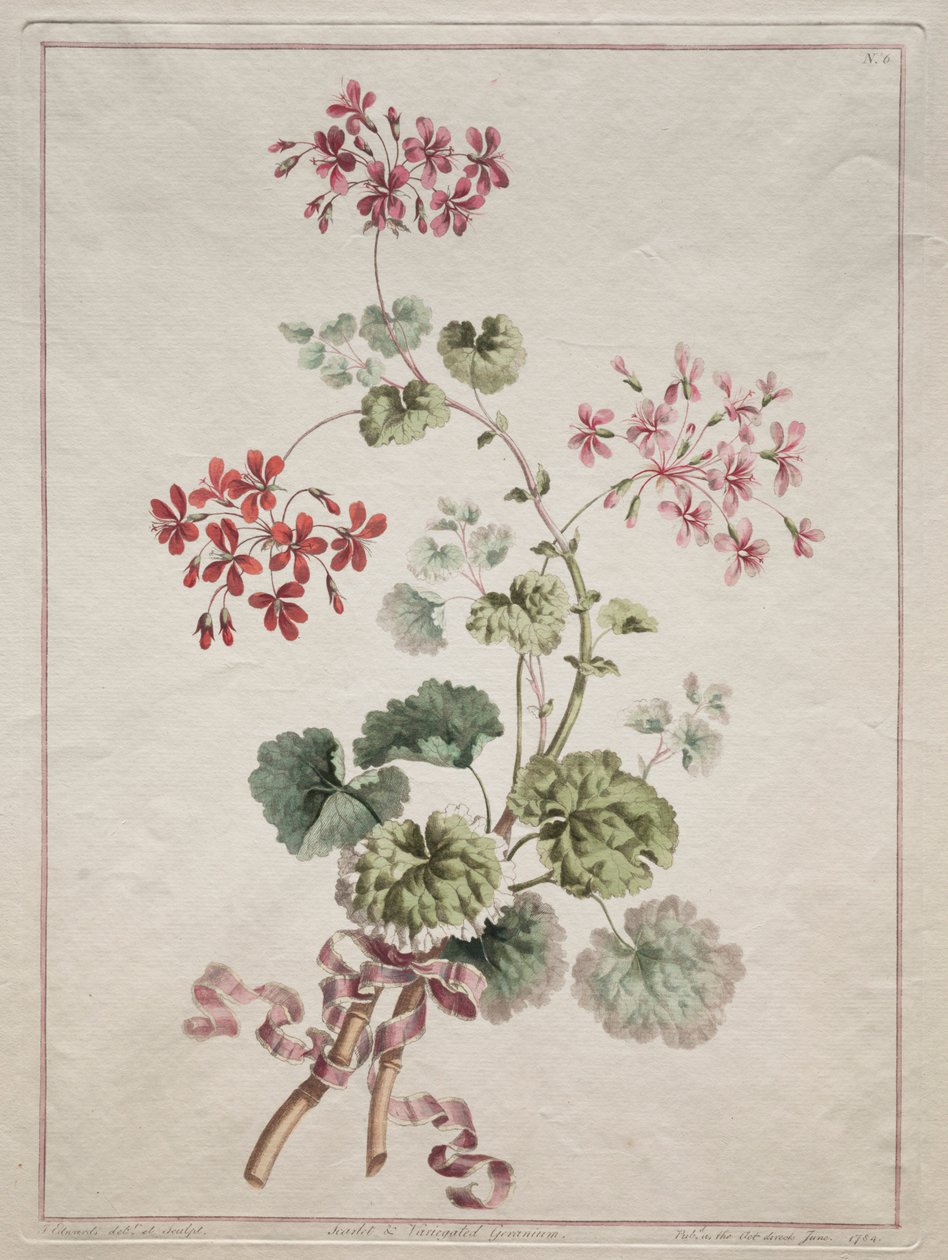 En samling blommor från naturen: nr 6 - Scarlet and Variegated Pelargon, 1801. av John Edwards