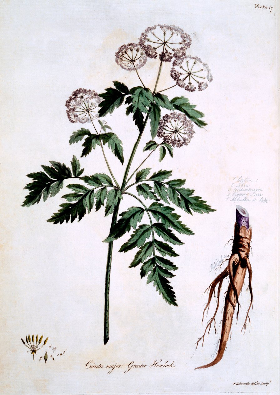 Greater Hemlock [Cicuta major], illustration från 