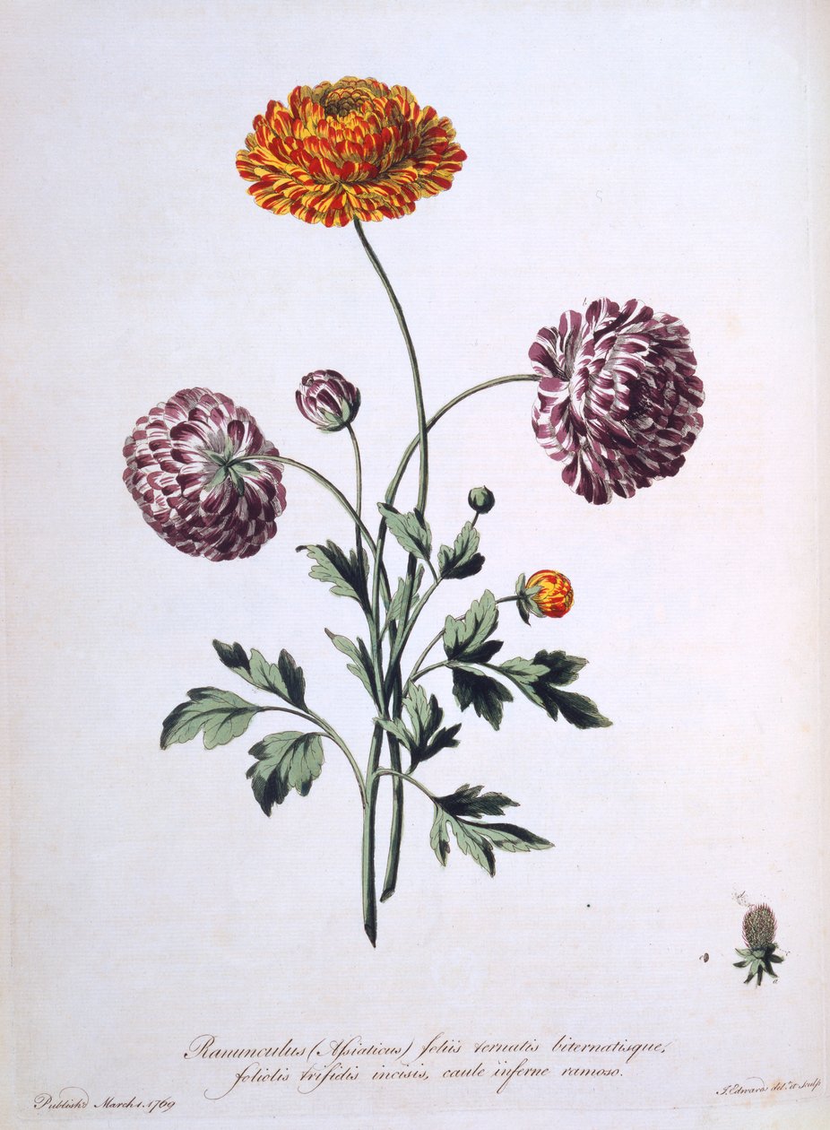 Ranunkel, illustration från "The British Herbalist", 1769 av John Edwards