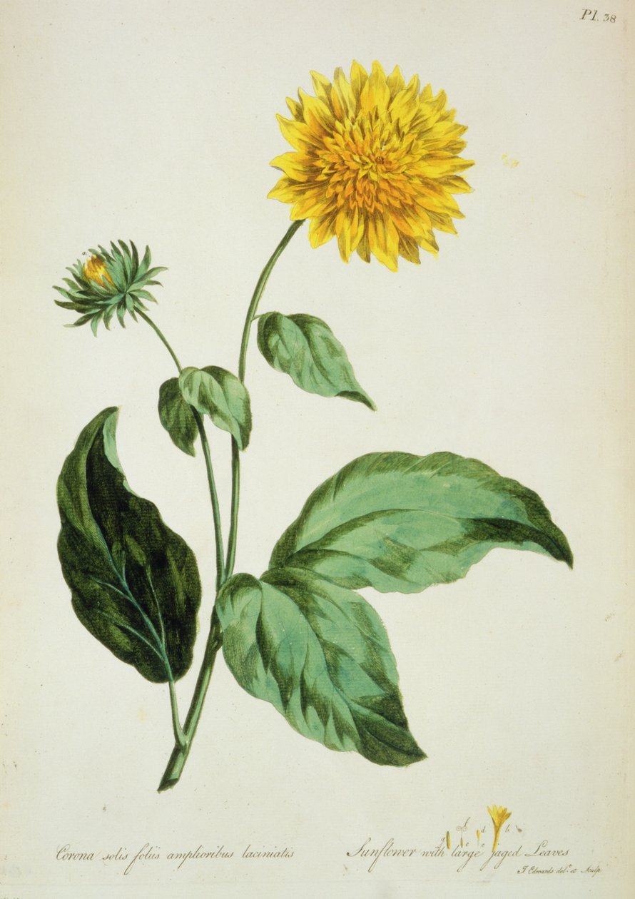 Solros: med stora taggiga blad (Corona) från `The British Herbal...