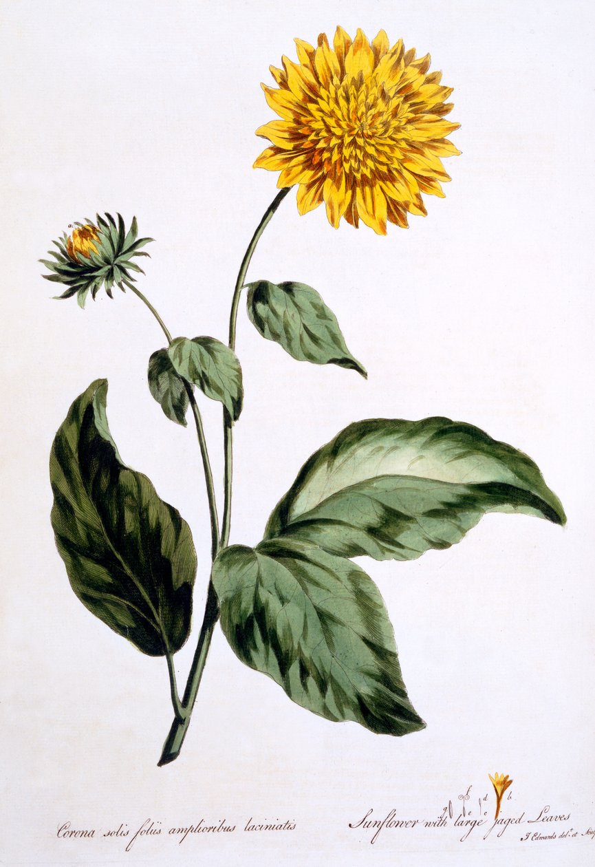 Solros med stora taggiga blad, illustration från 