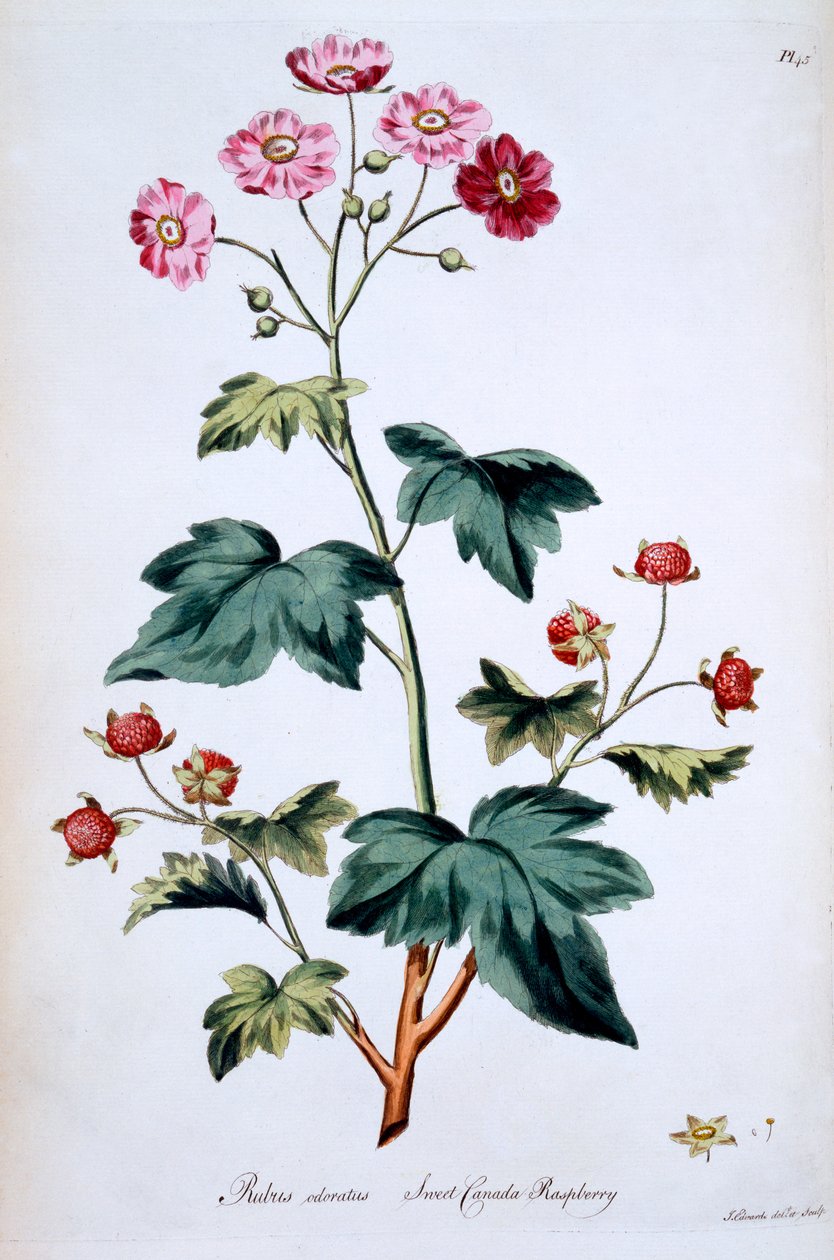 Söta kanadensiska hallon [Rubus odoratus], illustration från "The British Herbal" av John Edwards, publicerad i mars 1770. av John Edwards