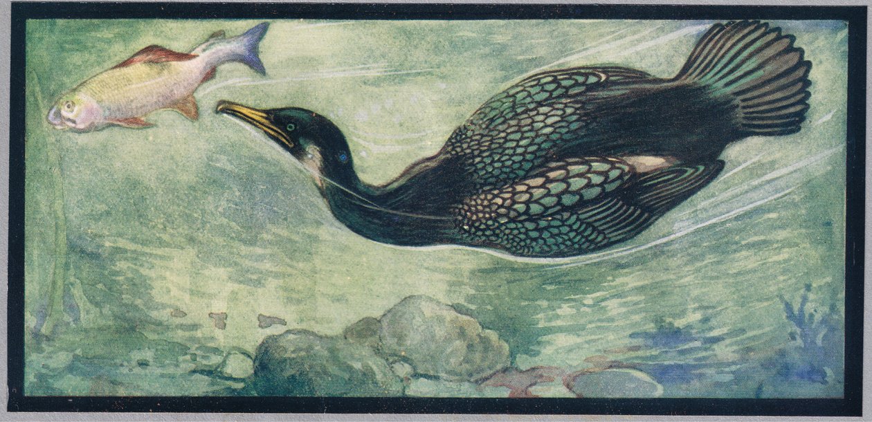 En fågel som jagar en fisk, illustration från "Hjälparna utan händer" av Gladys Davidson, publicerad 1919 (lito i färg) av John Edwin Noble