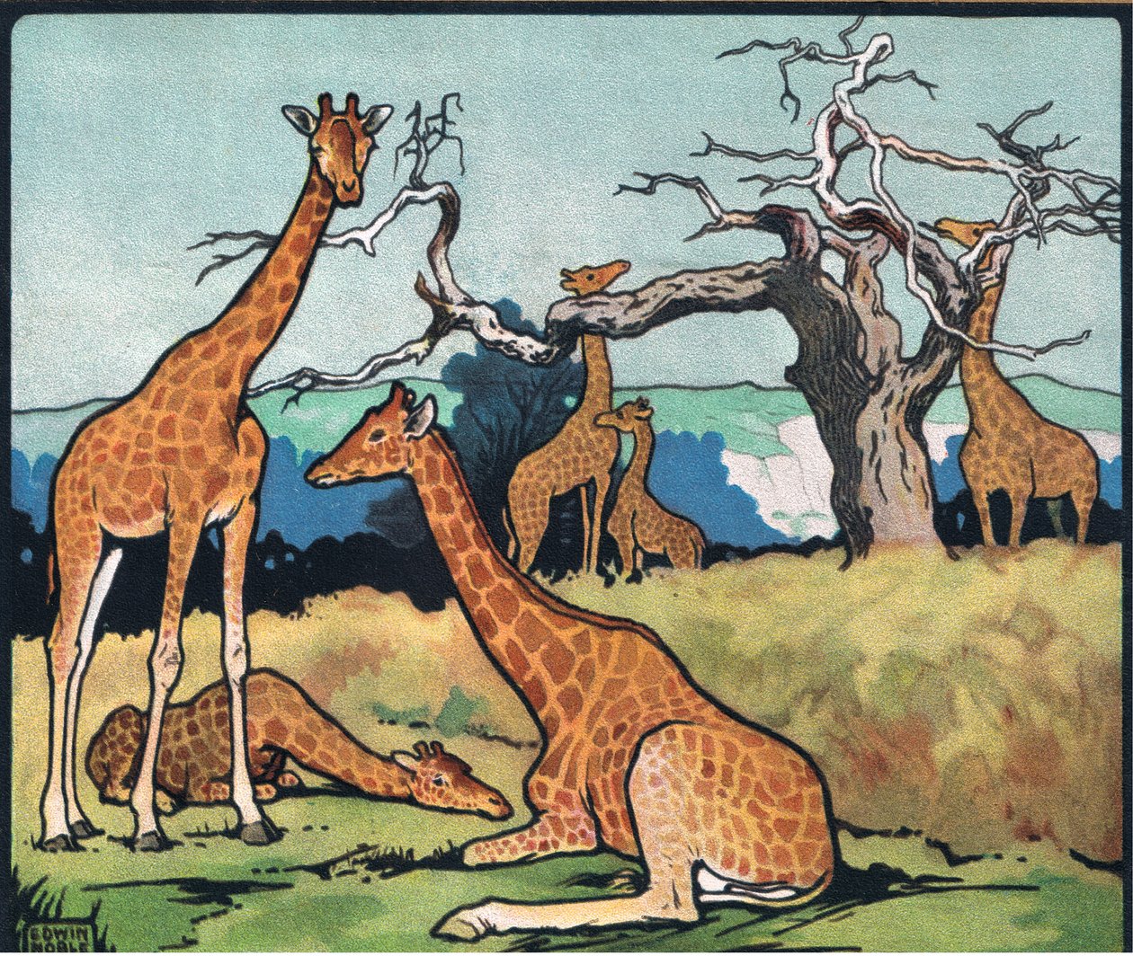 Giraffer, illustration från "Pads, Paws and Claws" av P. Pycraft av John Edwin Noble