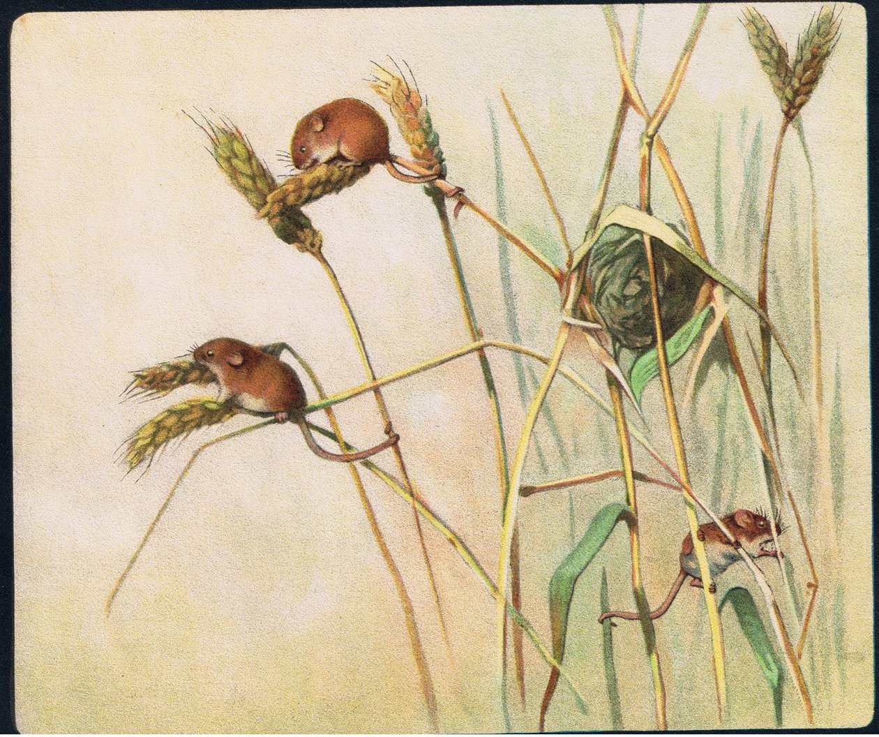 Harvest Möss, illustration från "Pads, Paws and Claws" av P. Pycraft av John Edwin Noble
