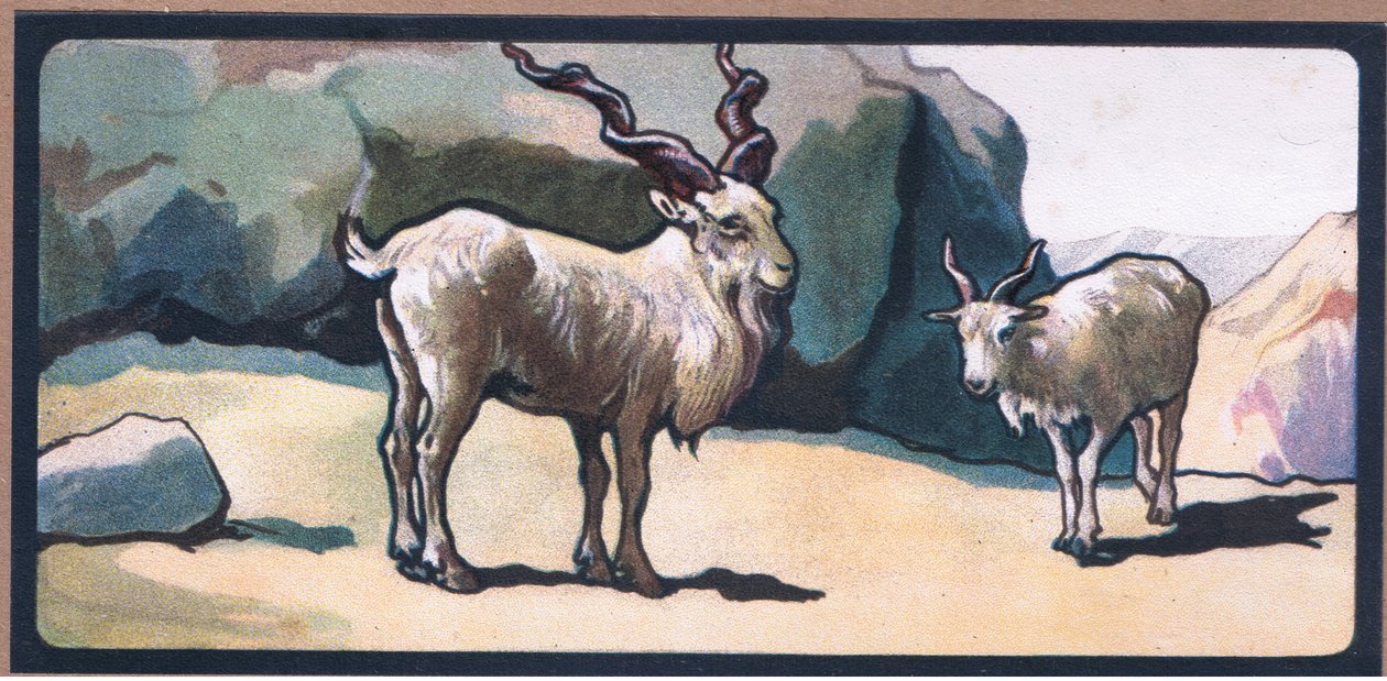 Markhor (get) av John Edwin Noble