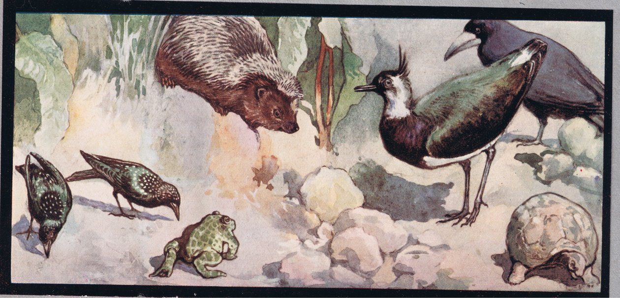 Wildlife, illustration från "Hjälparna utan händer" av Gladys Davidson, publicerad 1919 (lito i färg) av John Edwin Noble