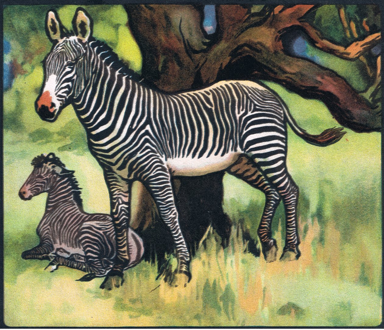 Zebror, illustration från "Pads, Paws and Claws" av P. Pycraft av John Edwin Noble