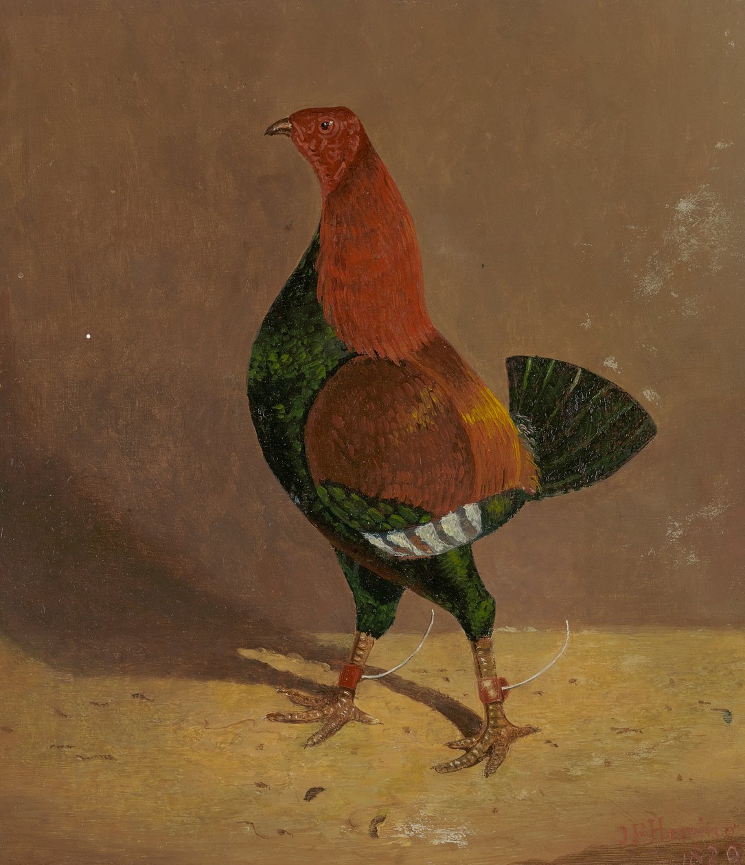Fighting Cocks: en mörkbröstad stridskuk, vänd åt vänster av John Frederick Herring