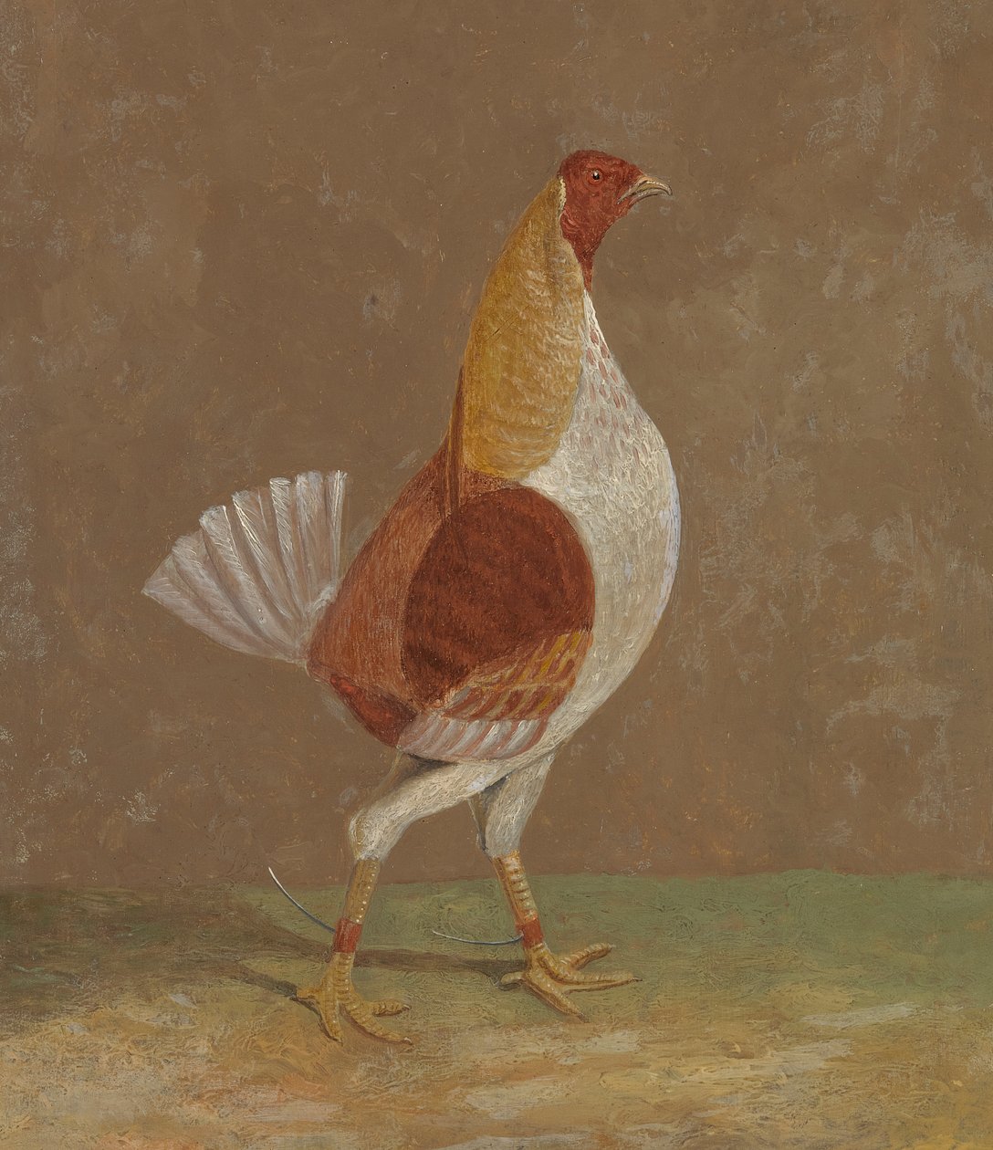 Fighting Cocks: en blekbröstad stridskuk, vänd åt höger av John Frederick Herring