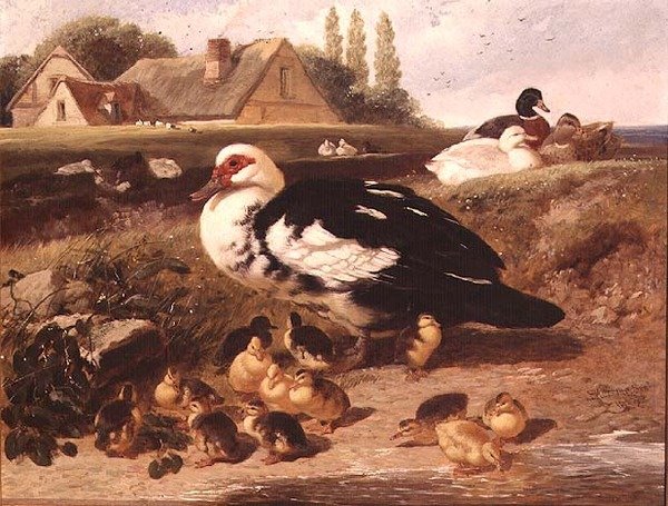 Ankor och ankungar av John Frederick Herring Jnr