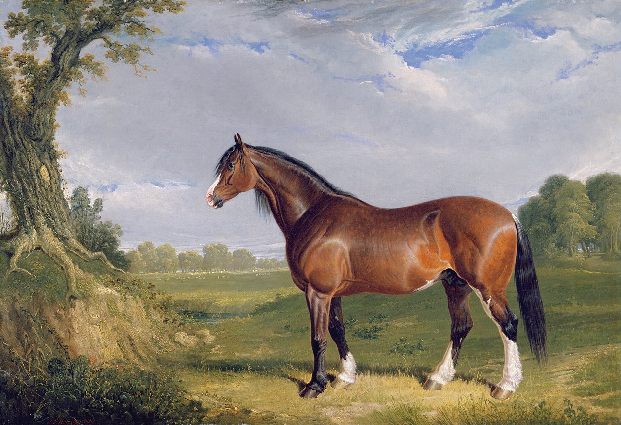 A Clydesdale Stallion, 1820 swed av John Frederick Herring Senior