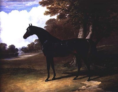 Gaucus, en mörk bukhäst i ett skogslandskap (olja på duk) av John Frederick Herring Senior