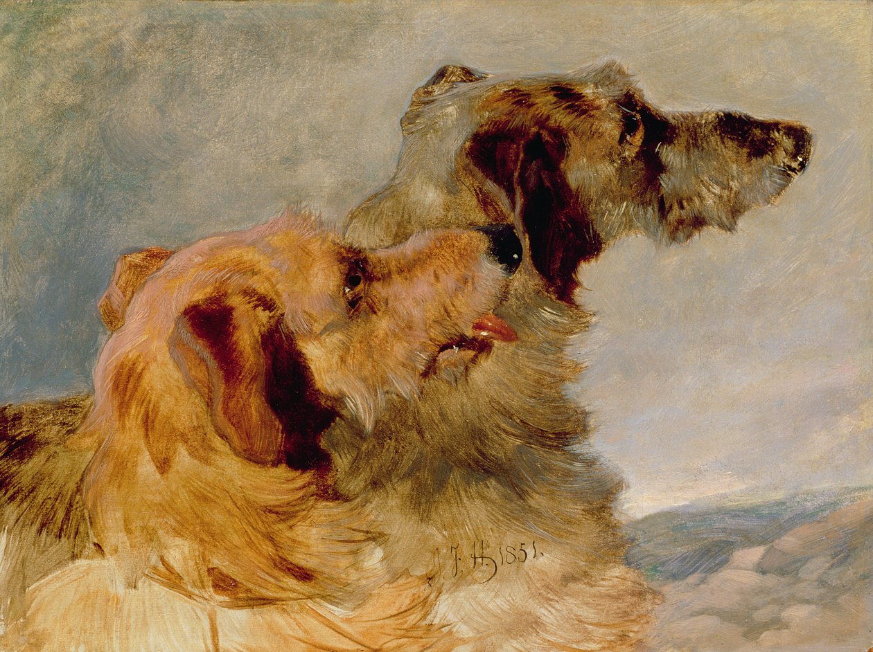 Two Deerhounds, 1851 (olja på papper) av John Frederick Herring Senior