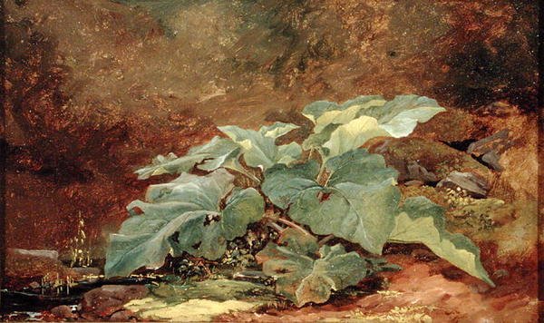 Studie av en kardborreväxt (olja på papper monterad på duk) av John Frederick Kensett