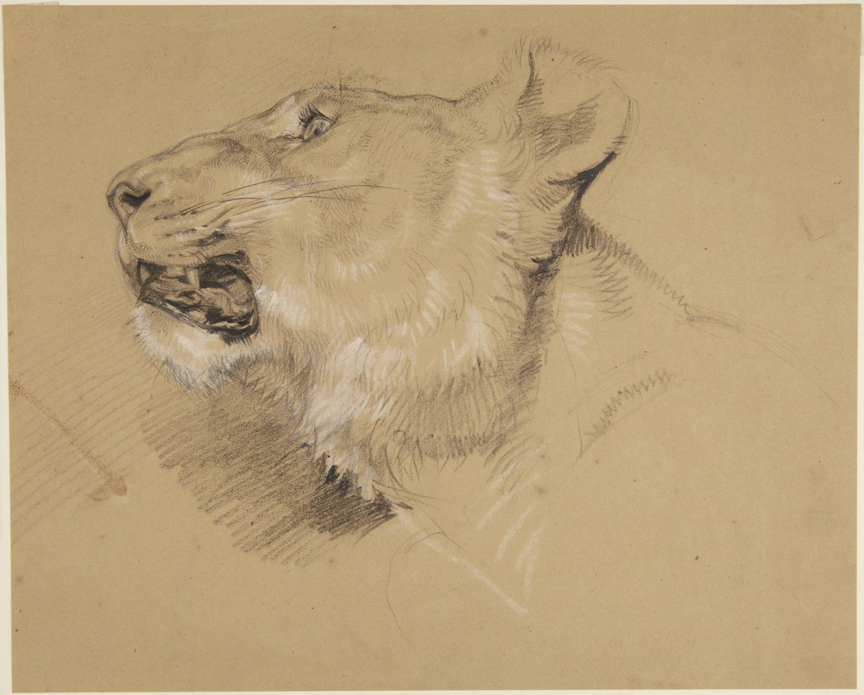 Huvud av en lejoninna av John Frederick Lewis