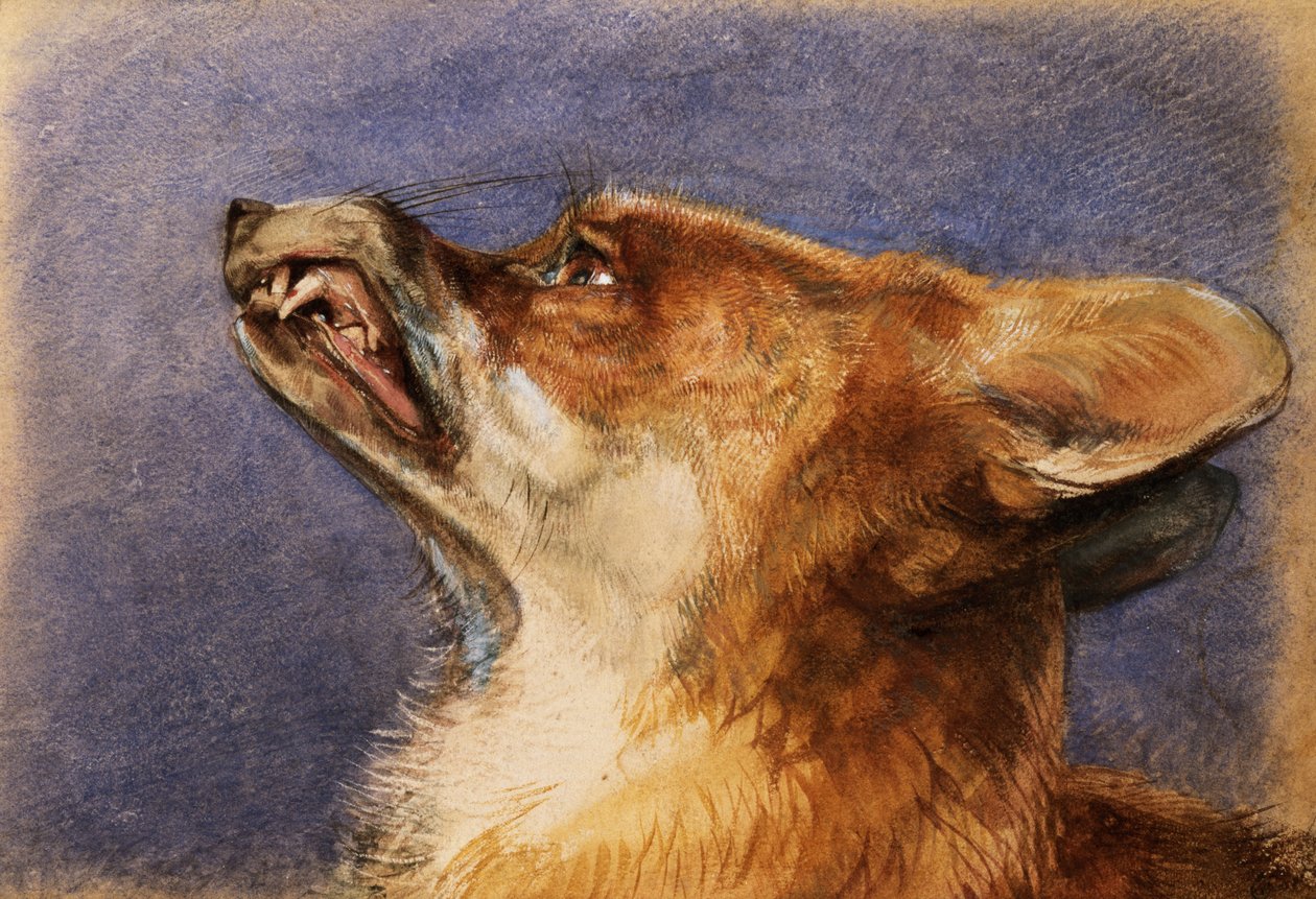Head of a Fox av John Frederick Lewis