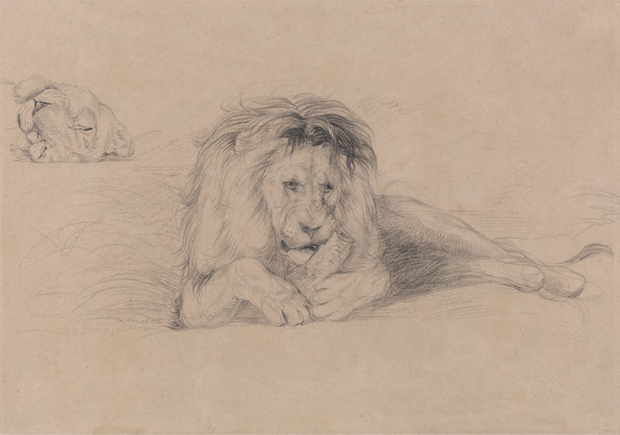 Studie av ett lejon och studie av en lejoninnas huvud av John Frederick Lewis