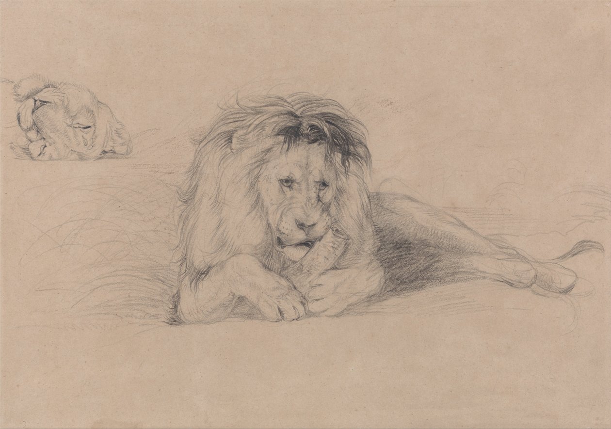 Studie av ett lejon och studie av en lejoninnas huvud av John Frederick Lewis