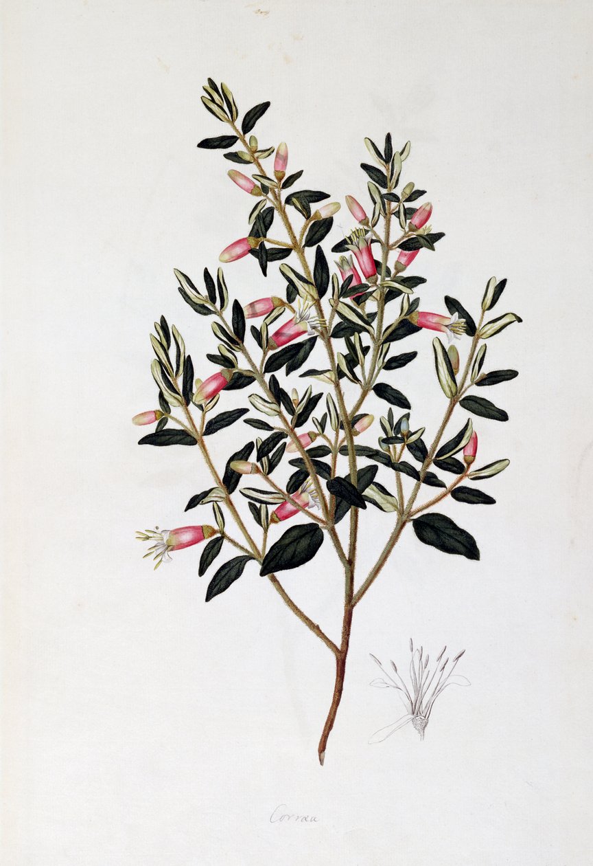 Correa Reflexa, teckning av John Frederick Miller (1759-1796) av John Frederick Miller