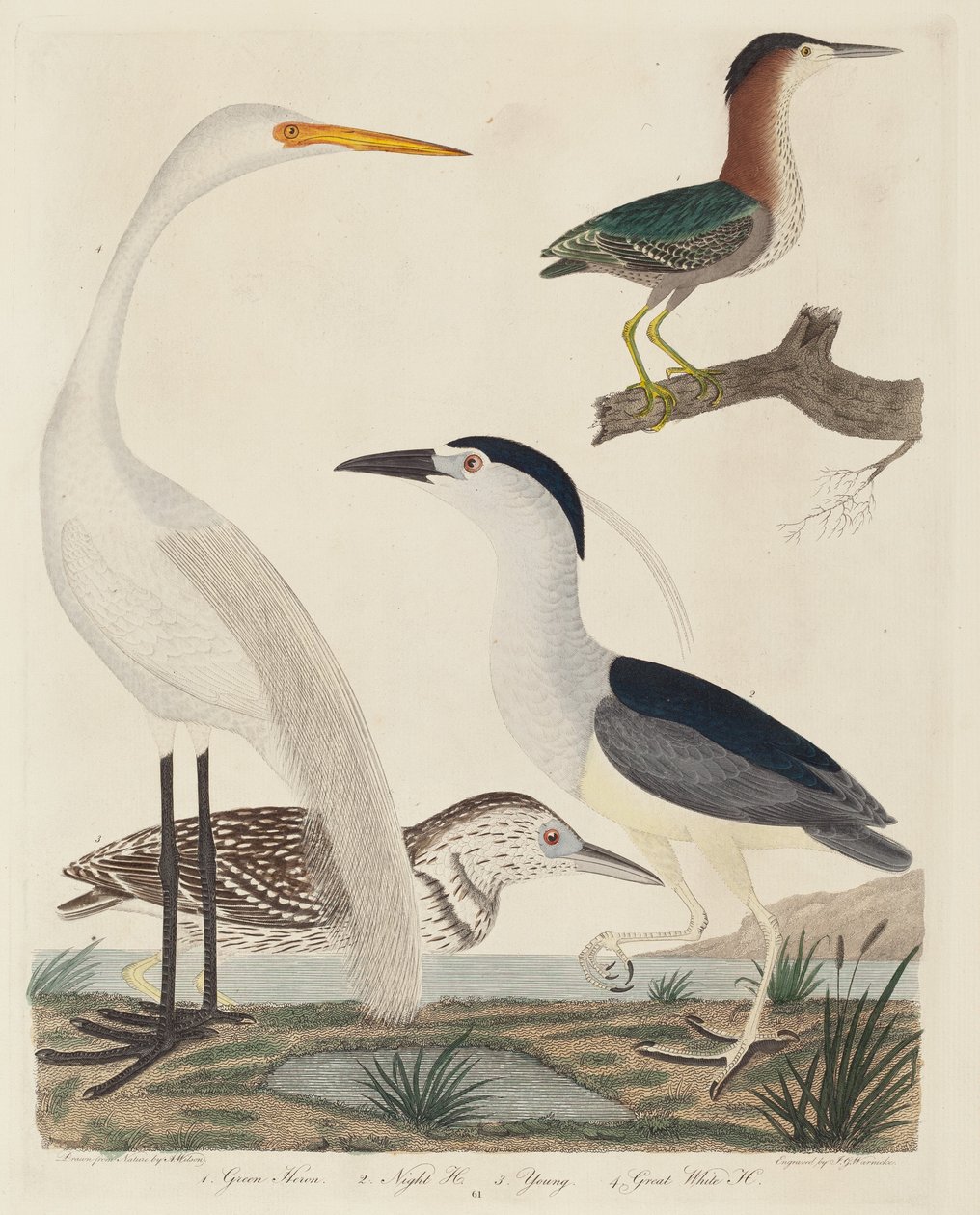 Green Heron, Night Heron, Young Heron och Great White Heron, publicerad 1808-1814. av John G. Warnicke