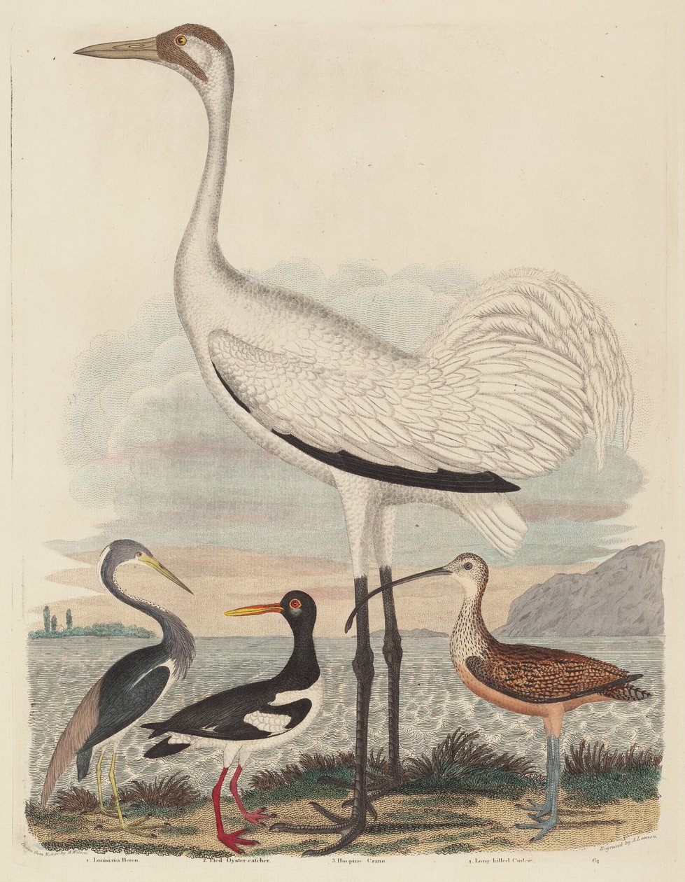 Louisiana Heron, Pied Oyster-catcher, Hooping Crane och Long-billed Curlew av John G. Warnicke after Alexander Wilson