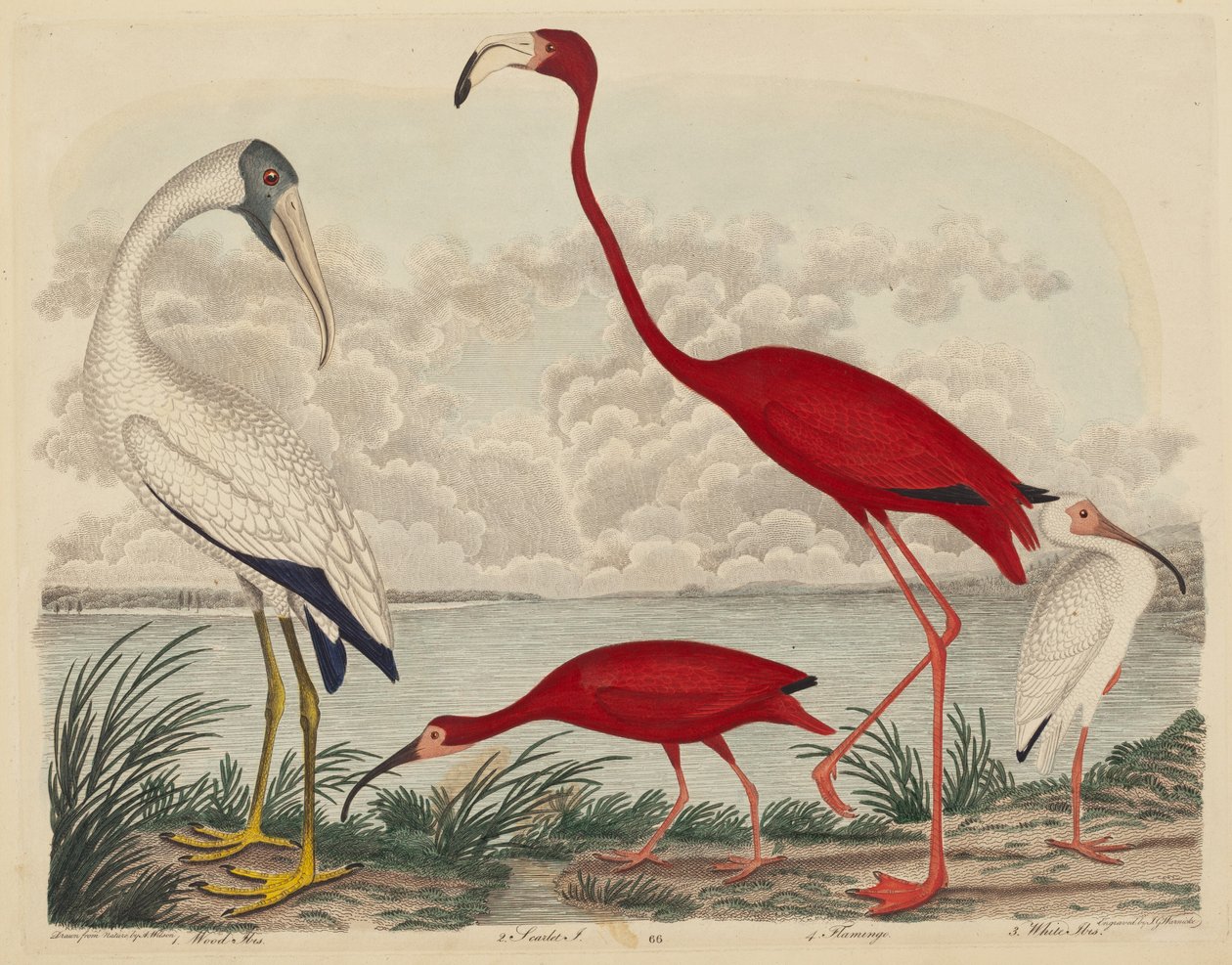 Wood Ibis, Scarlet Ibis, Flamingo och White Ibis av John G. Warnicke after Alexander Wilson