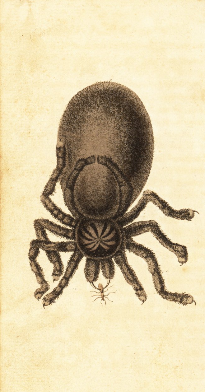 Rosa tå tarantula, Avicularia avicularia. ,1800 (gravyr) av John Gabriel Stedman