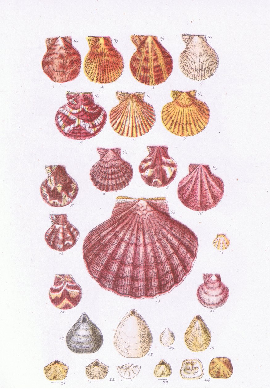 British Scallops, Nature in Britain publicerad av Collins, 1946 av John George Sowerby