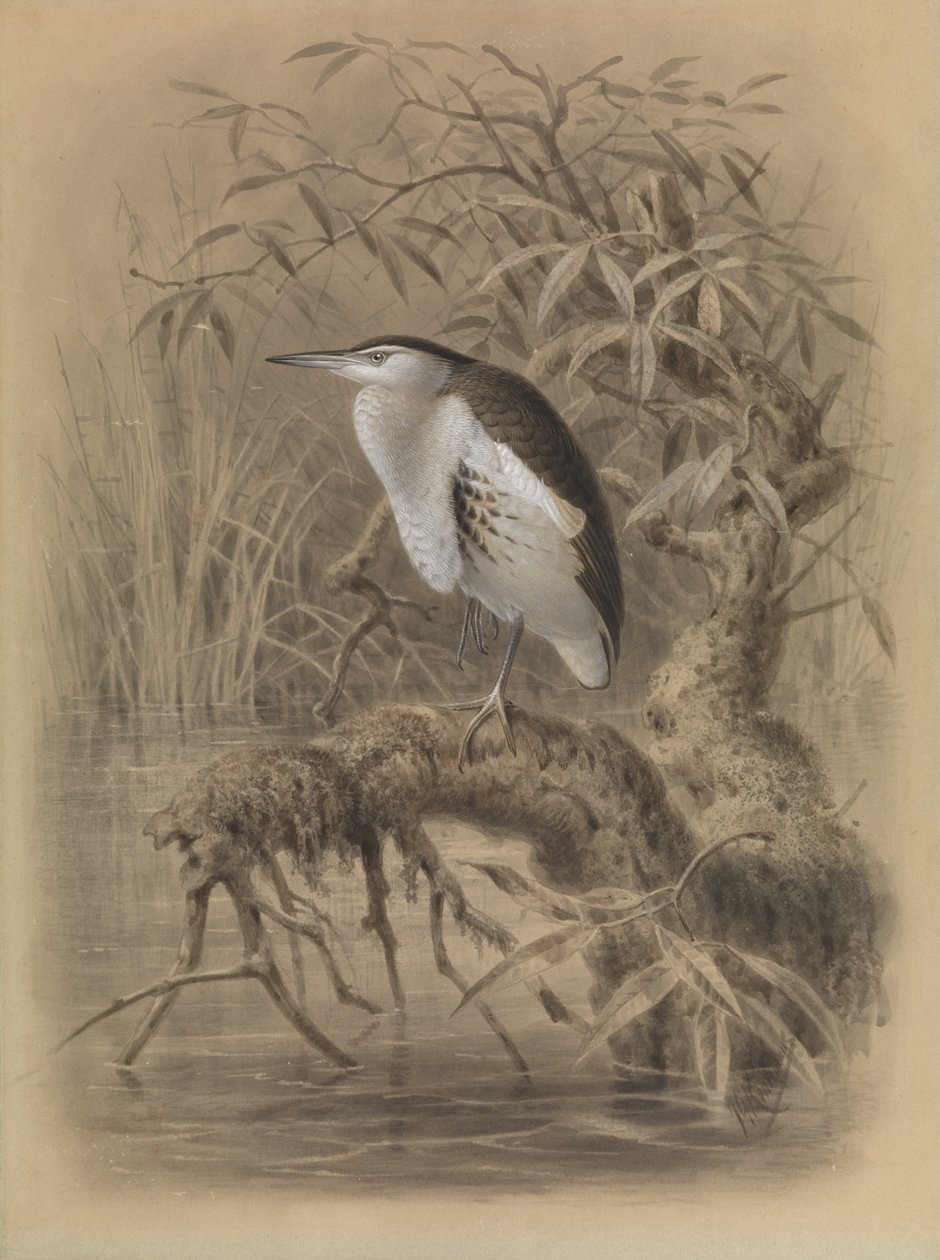 Dvärglärka, Ixobrychus minutus av John Gerrard Keulemans