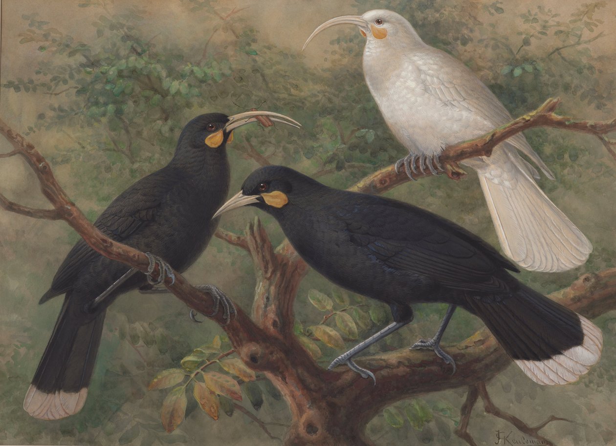 Tre huia (Heteralocha acutirostris) av John Gerrard Keulemans