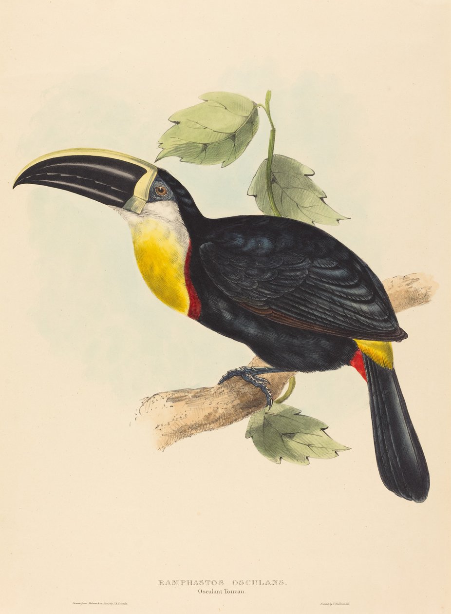 Kyssande Tukan kysser Ramphastos. Skapare: John Gould, Elizabeth Gould. av John Gould, Elizabeth Gould