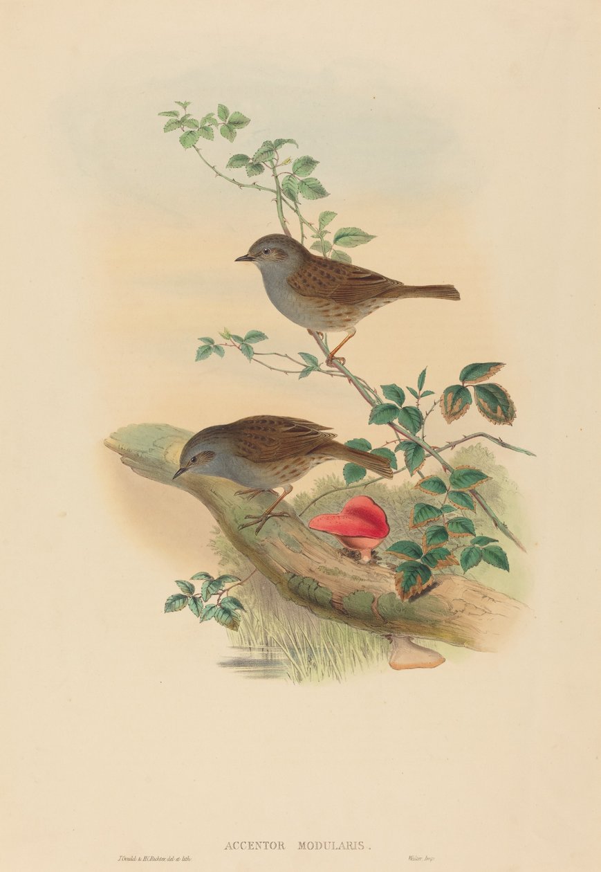 Accentor modularis Dunnock. Skapare: John Gould, Henry Constantine Richter. av John Gould and Henry Constantine Richter John Gould and Henry Constantine Richter