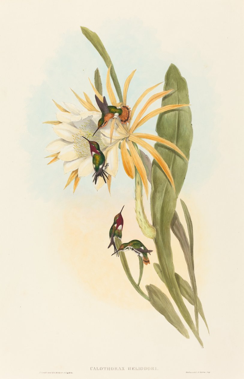 Calothorax heliodori. Skapare: John Gould, Henry Constantine Richter. av John Gould and Henry Constantine Richter John Gould and Henry Constantine Richter