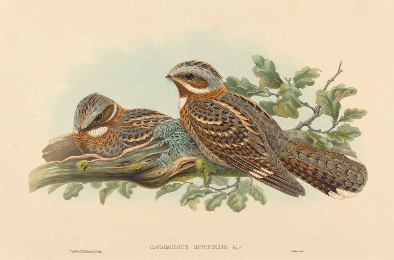 Caprimulgus Ruficollis. Skapare: John Gould, Henry Constantine Richter. av John Gould and Henry Constantine Richter John Gould and Henry Constantine Richter