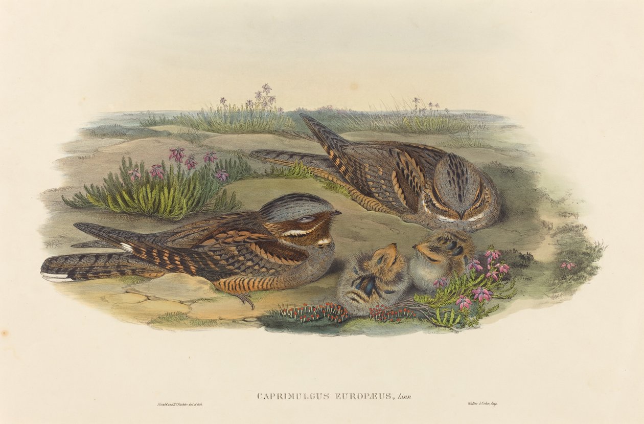 Caprimulgus europaeus Nightjar. Skapare: John Gould, Henry Constantine Richter. av John Gould and Henry Constantine Richter John Gould and Henry Constantine Richter