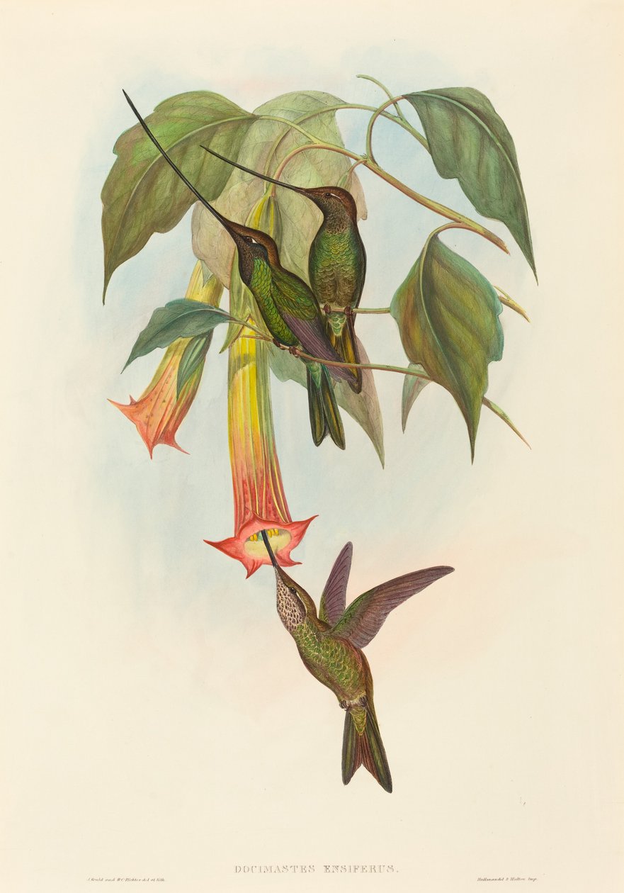 Docimastes ensiferus Svärdnäbbkolibri. Skapare: John Gould, Henry Constantine Richter. av John Gould and Henry Constantine Richter John Gould and Henry Constantine Richter